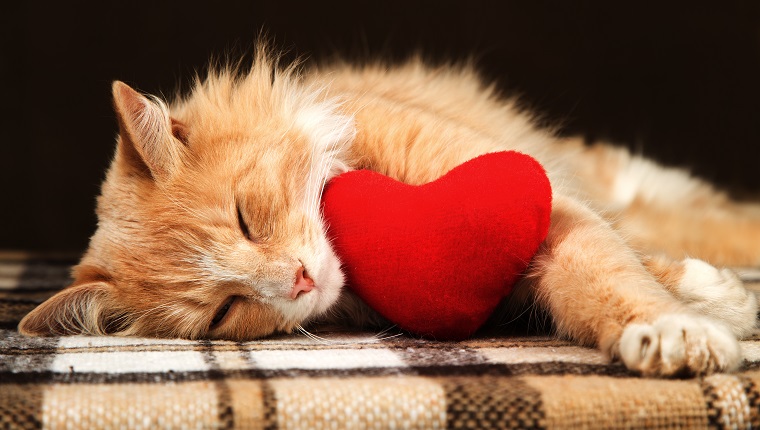 Beautiful golden red cat asleep hugging a small red plush heart toy. The concept of Valentine's Day