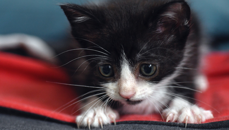 Kitten with nails