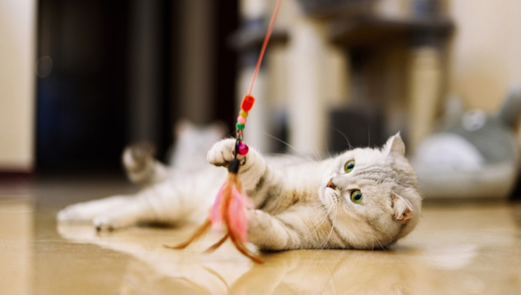 Cat playing with toy