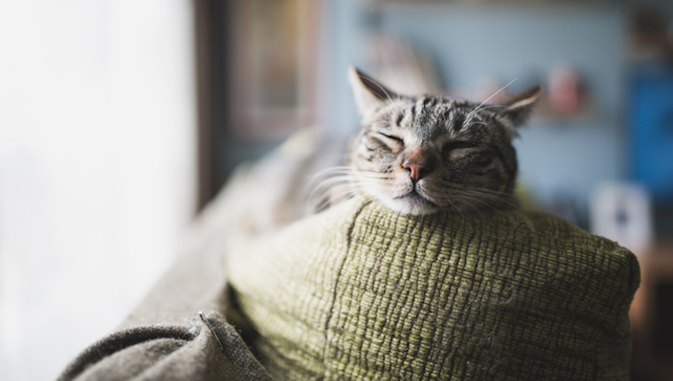 Cat sleeping on couch