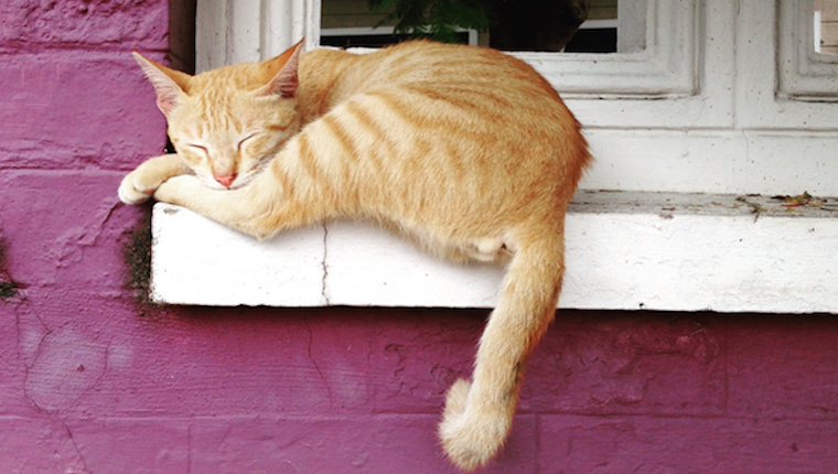 Cat asleep on windowsill