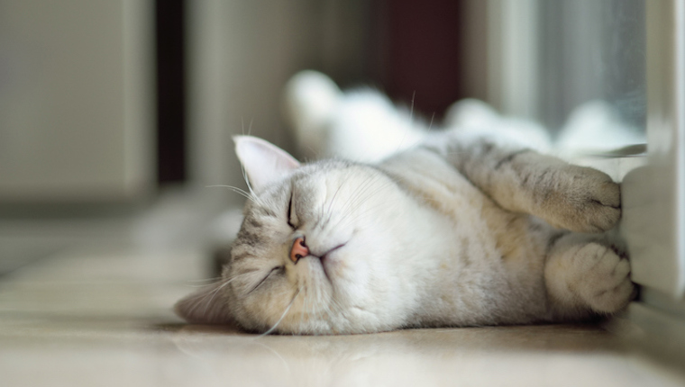 Cat sleeping on floor