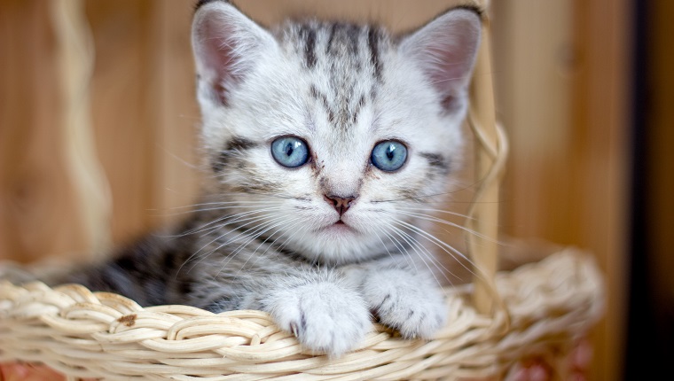 Adorable little kitten sitting in a wicker basket