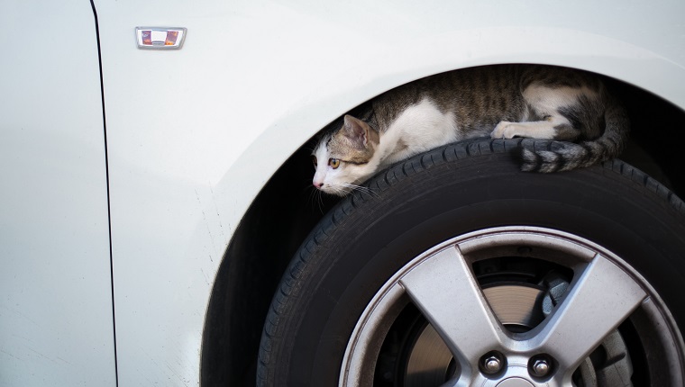 Cat Sitting On Car Tire