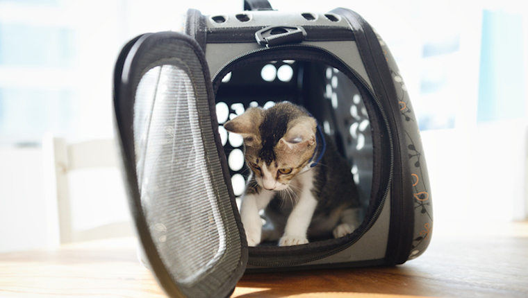 Cat in carrier