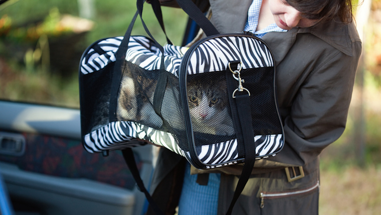 Cat in carrier