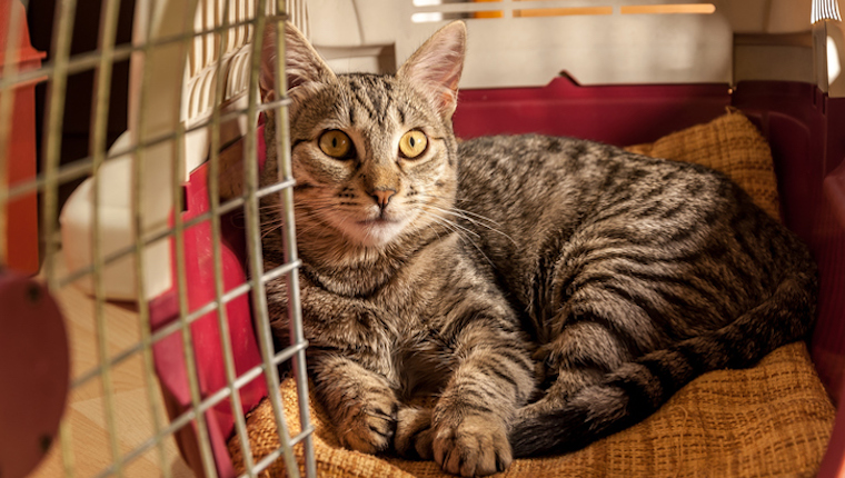 Cat in carrier