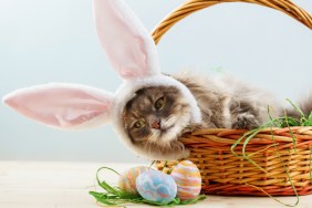 Cat in easter basket