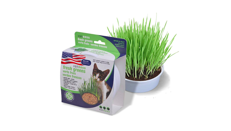 Cat grass