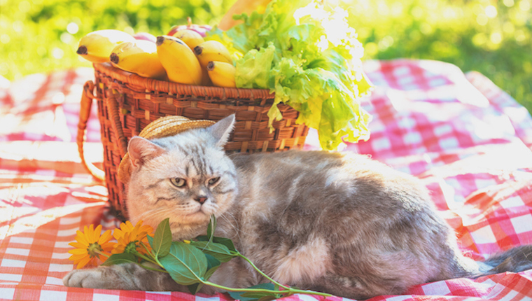 Cat with bananas