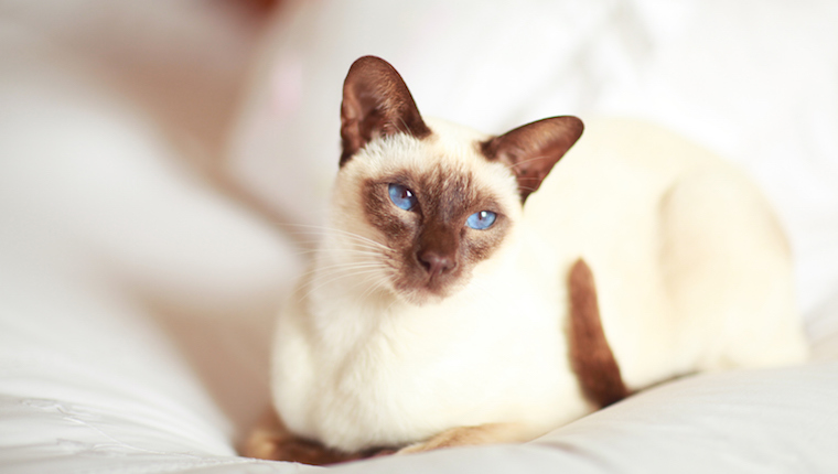 Siamese cat