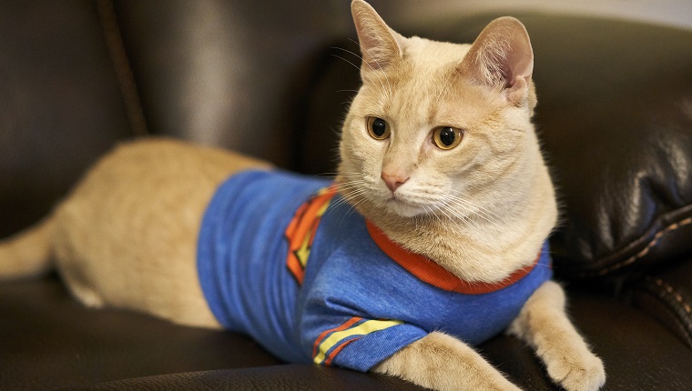 Cat in Superman T-shirt