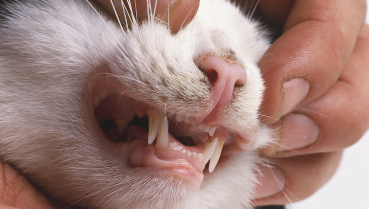 Cat showing teeth