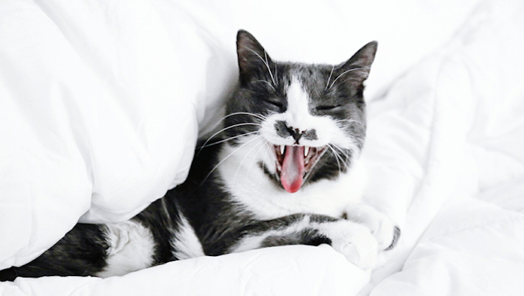 Cat showing teeth, might have cavities