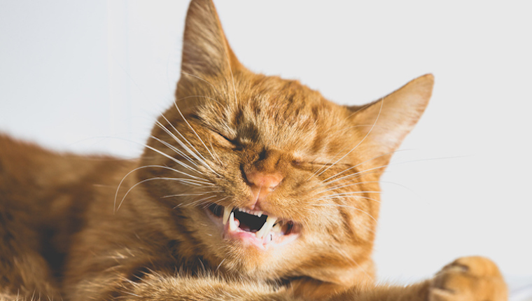 Cat showing teeth