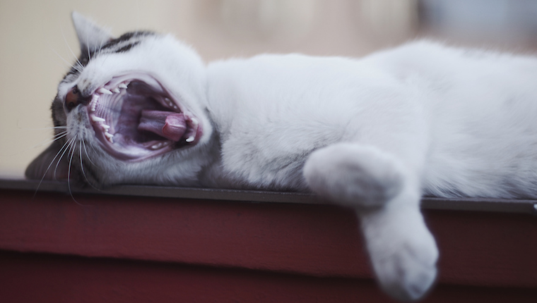 Cat showing teeth