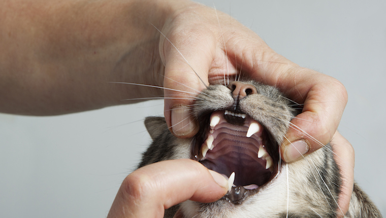 Cat having teeth examined