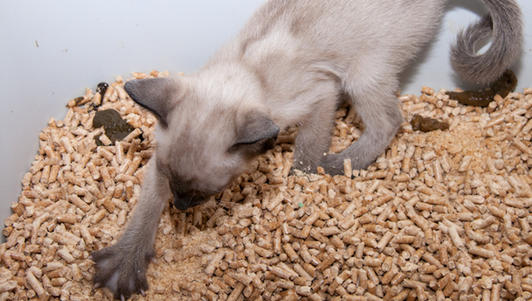 Cat in litter