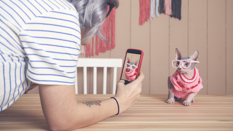 Cat being photographed