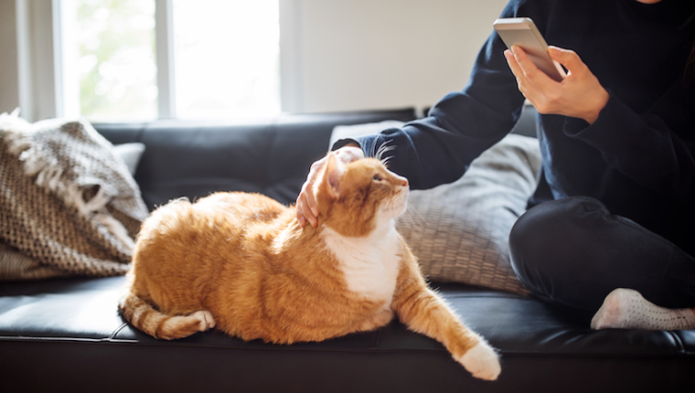 Cat being photographed