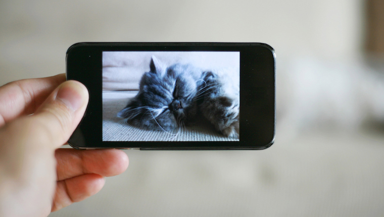 Cat being photographed