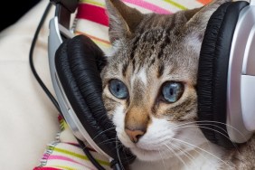 cute cat with headphones on its head