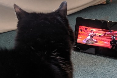 cat watching flash gordon