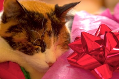 Cat sleeping inside wrapping paper with red bow