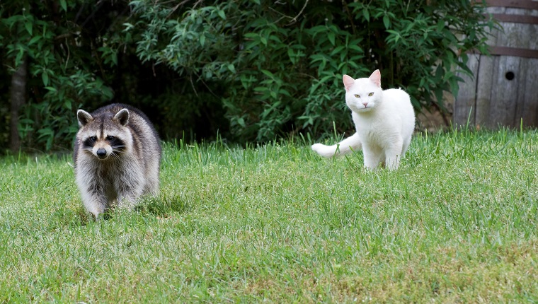 Wild raccoon and cat