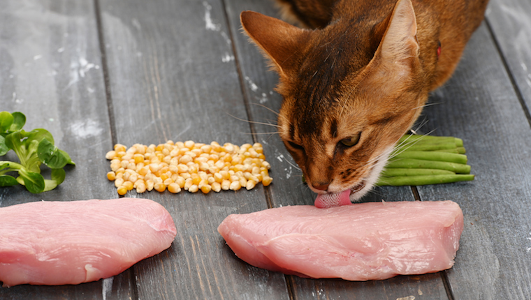 Cat eating meat