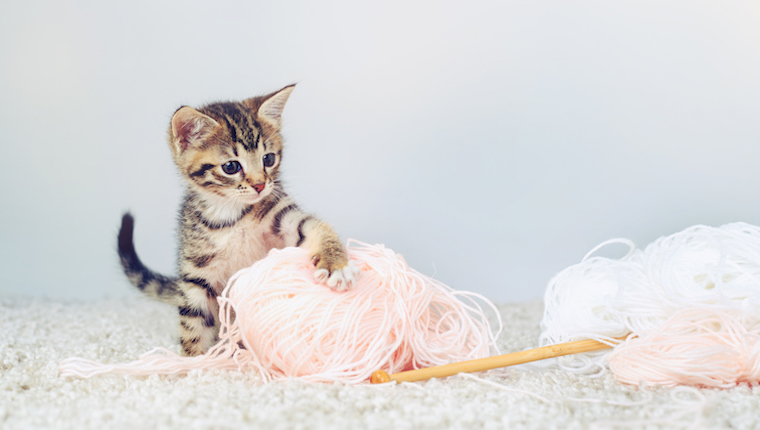 Kitten and yarn