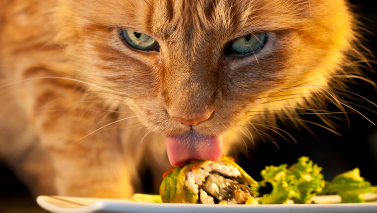 Cat eating sushi