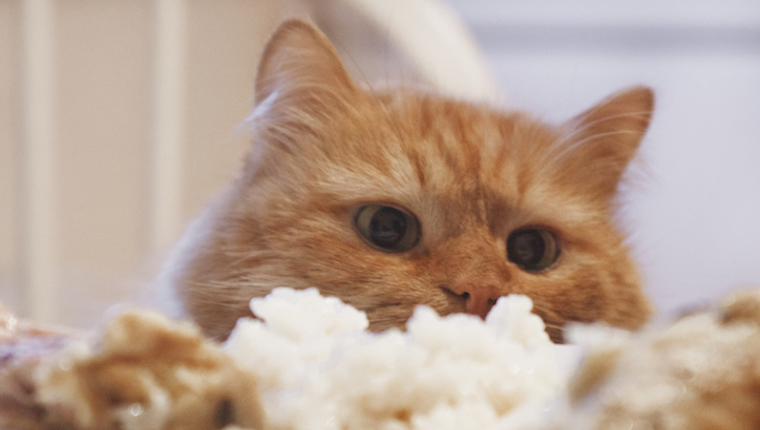 Cat eating rice