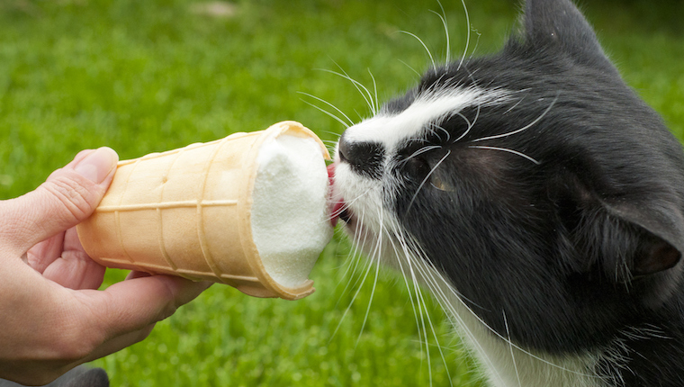 Cat eating ice cream