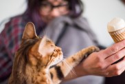 Cat eating ice cream
