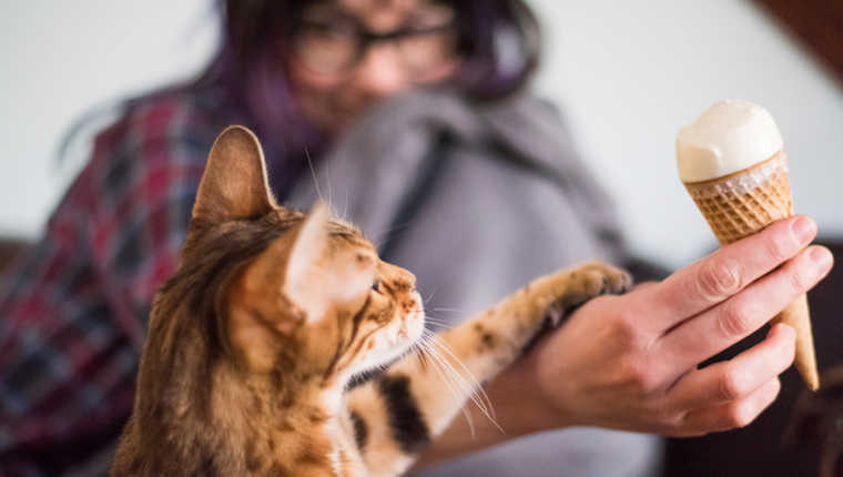 Cat eating ice cream