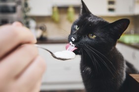 Black cat licking yogurt from spoon his pet owner at home kitchen.