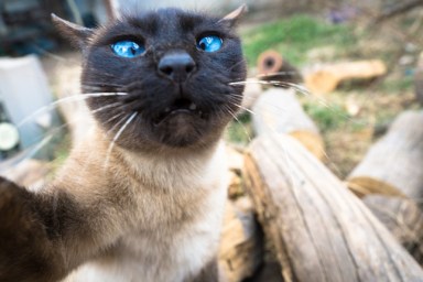 Siamese cat makes a selfie looking at the camera