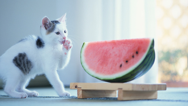 Cat eating watermelon