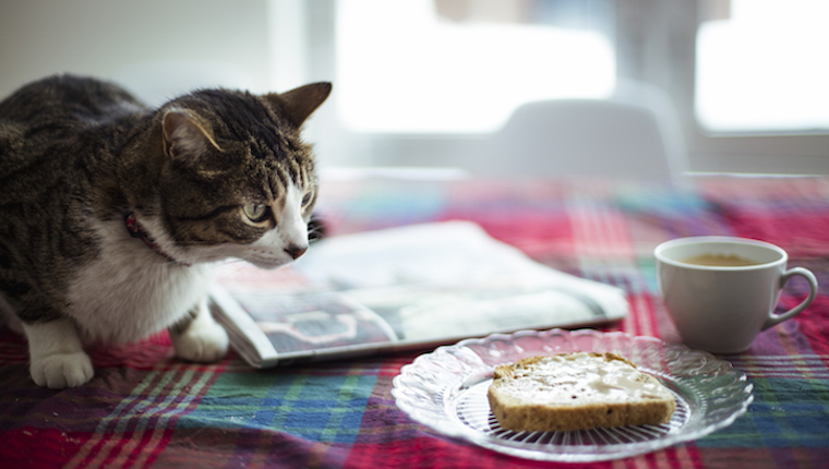 Cat looking at bread