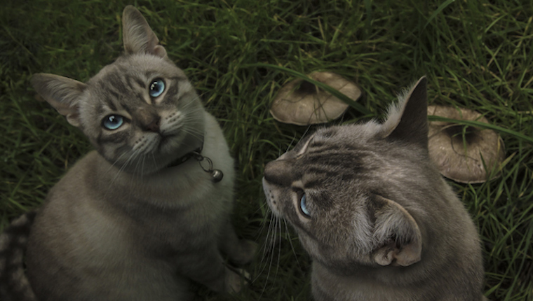 Cats and mushrooms