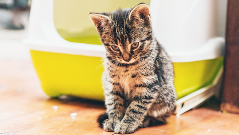 Kitten and litter box