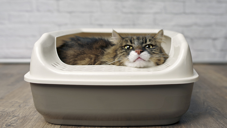 Cat sitting in litter box