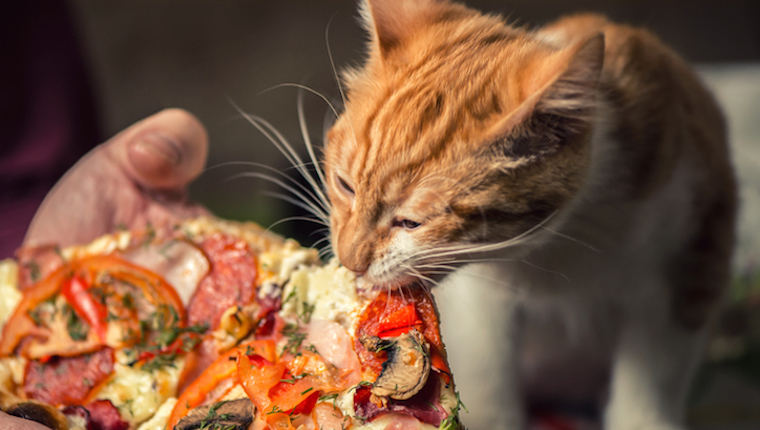 Cat eating pizza