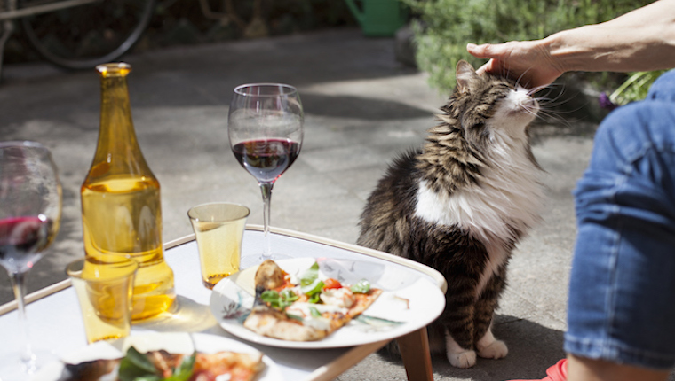 Cat looking at pizza