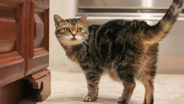 Cat in kitchen