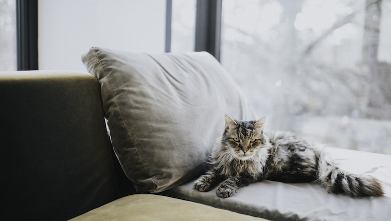 Older cat sitting on couch