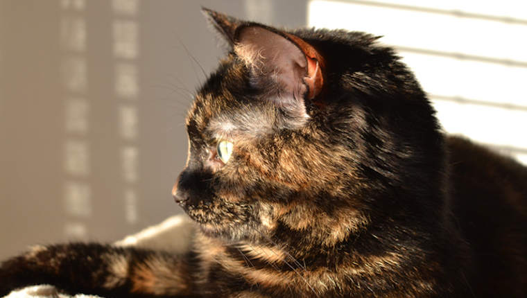 Cat squinting through the window