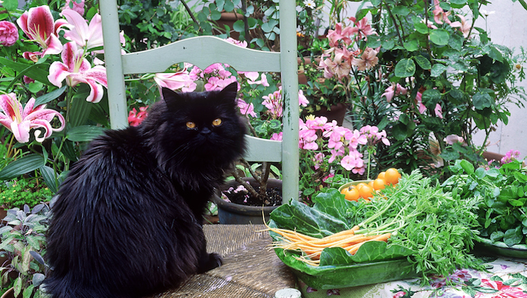 Cat and carrots 