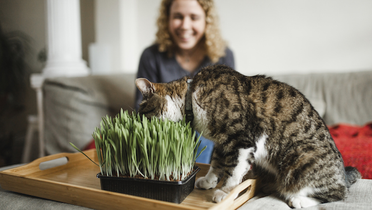 Cat and catnip